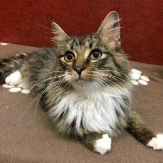 Maine coon kittens mn - Maine Coon Kittens For Sale MN. If you are looking for a Maine Coon kitten in Minnesota, you should start by researching breeders that have been registered with governing cat bodies such as TICA or CFA. Author. Katrina Stewardson. A Maine Coon cat enthusiast with 11+ years experience owning …